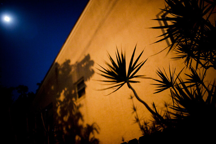 plant shadow at night