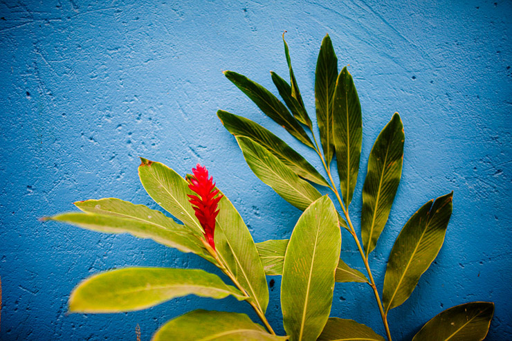 red flower at ardastra gardens