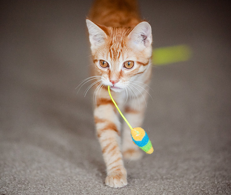 cat playing fetch