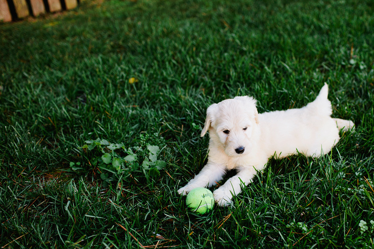 Knoxville Pet Photography