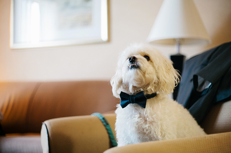 dog with a bowtie at a wedding
