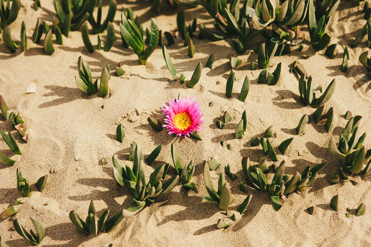 beach flower 
