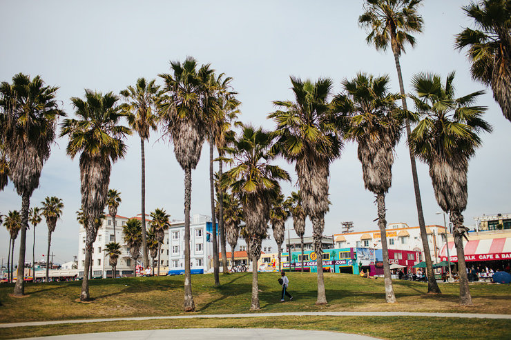 venice beach palm trees