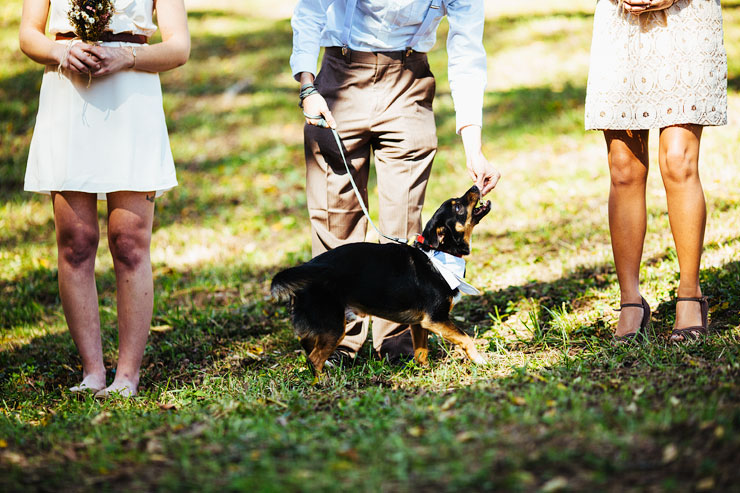 dog during a wedding