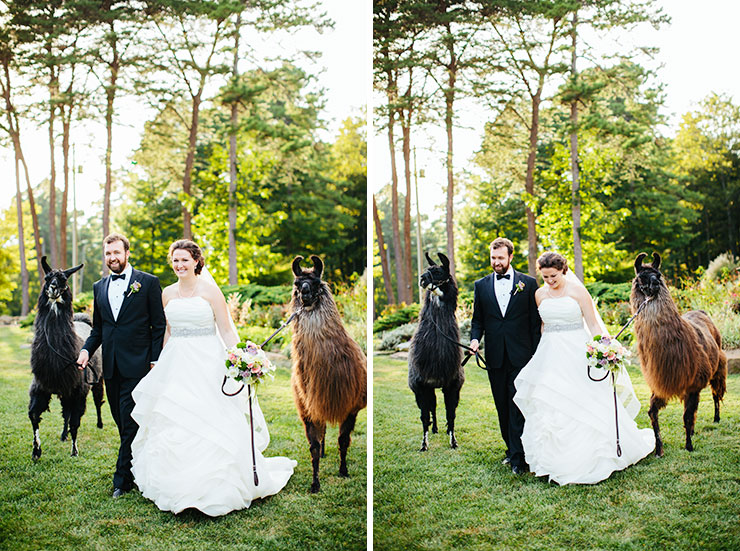 llama wedding photos at laurelwood