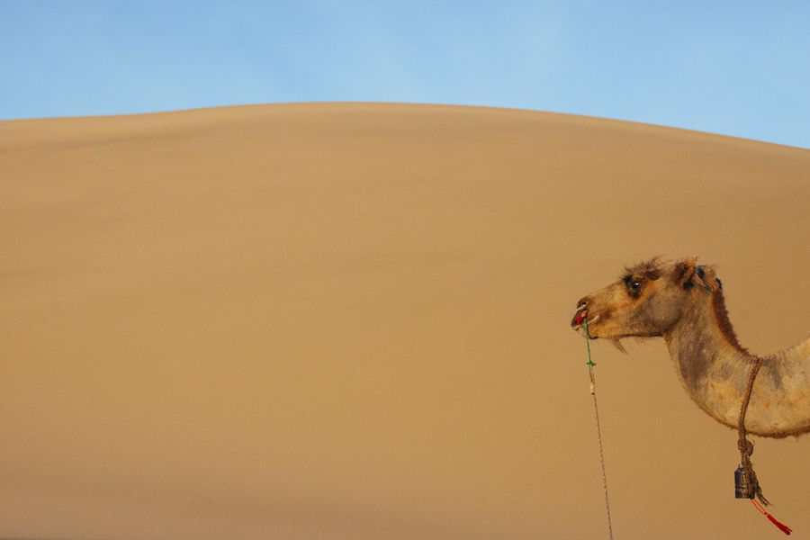 camel sand dune