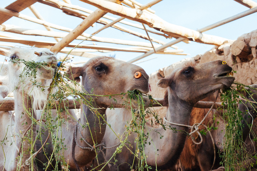camels dunhuang