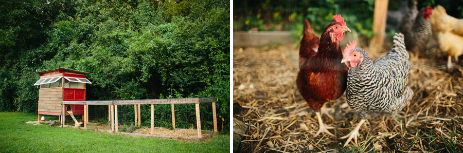 chickens everlee farm