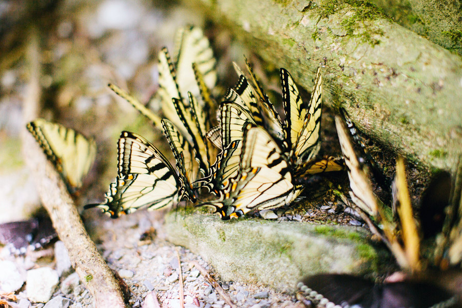 elkmont butterflies