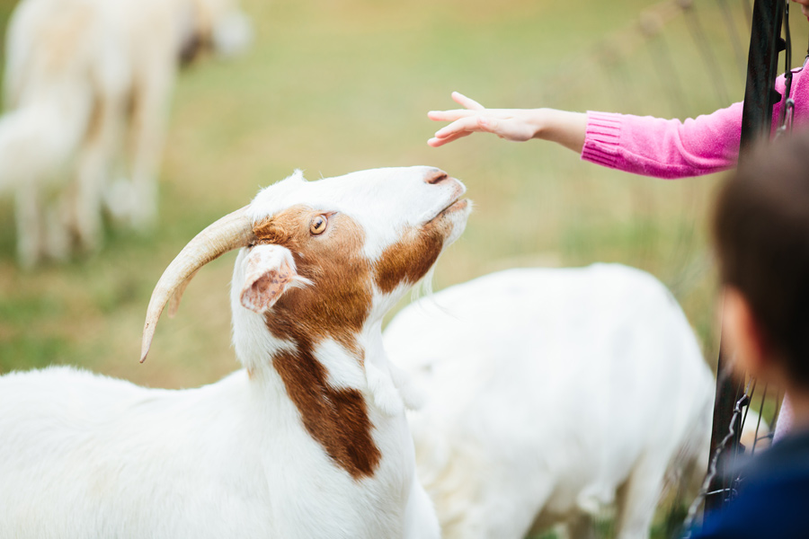 goat high point farms