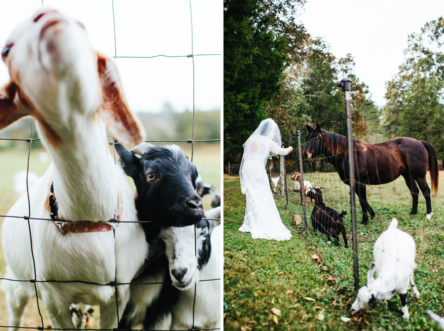 the barn at high point farms goats