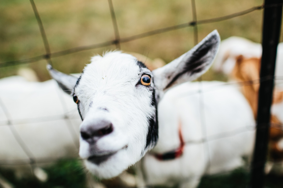 goats at the barn at high point