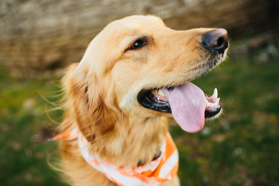 dogs in engagement sessions